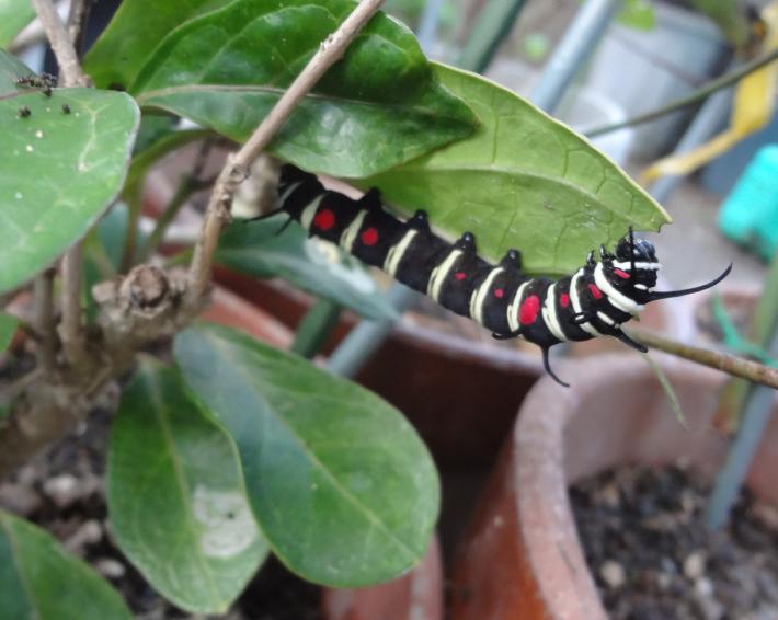 よく食べる幼虫