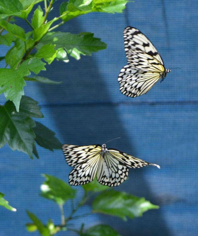 2頭の成虫