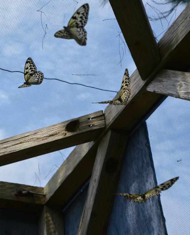 4頭の成虫