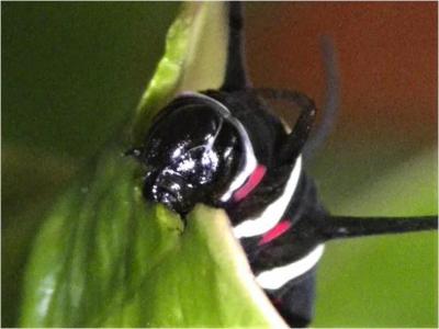 暗闇でホウライカガミを食べる幼虫