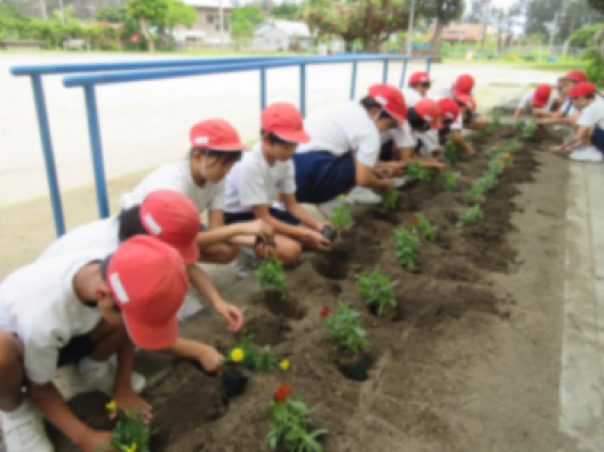 6月花の苗植え